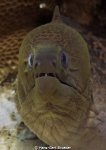 Moray Eel by Hans-Gert Broeder 